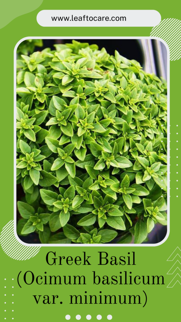 Greek basil leaves in a pot that are small and sharp green.