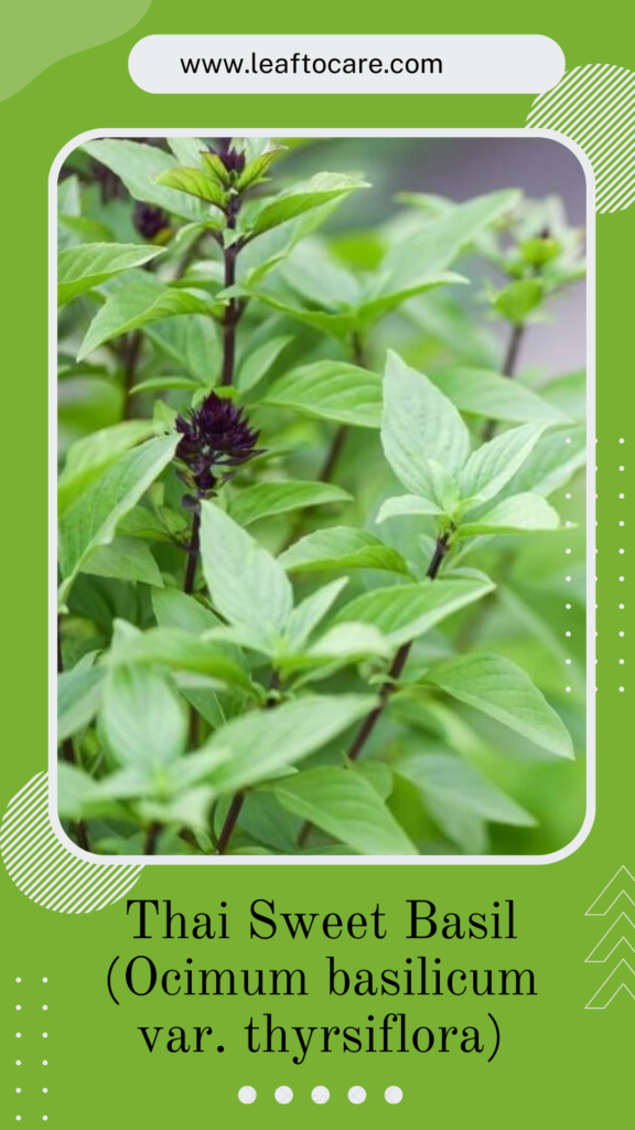 Thai basil plants with purple flowers