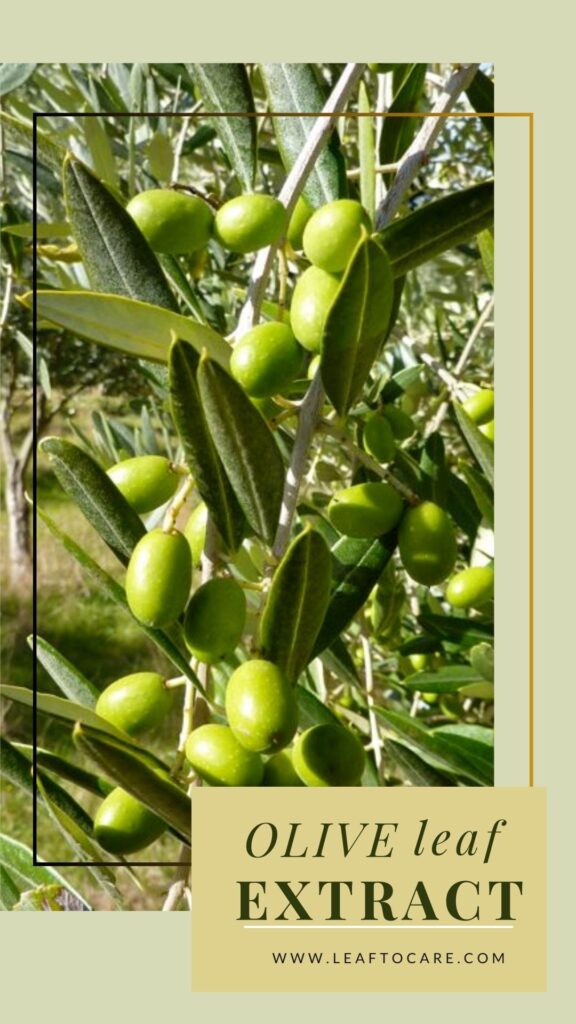 Skin And Health Benefits Of Olive Leaf Extract