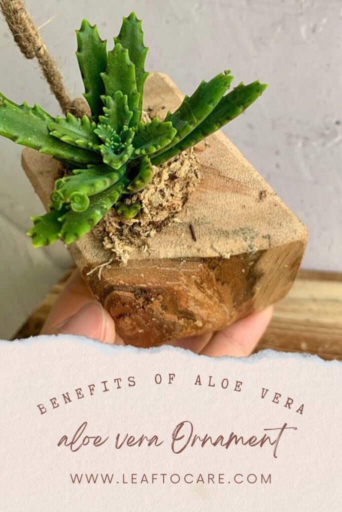 The Amazing Benefits of Aloe Vera