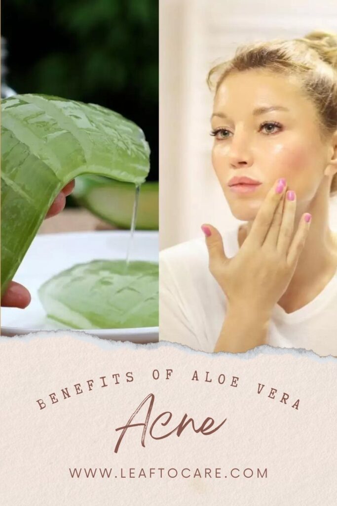 The Amazing Benefits of Aloe Vera