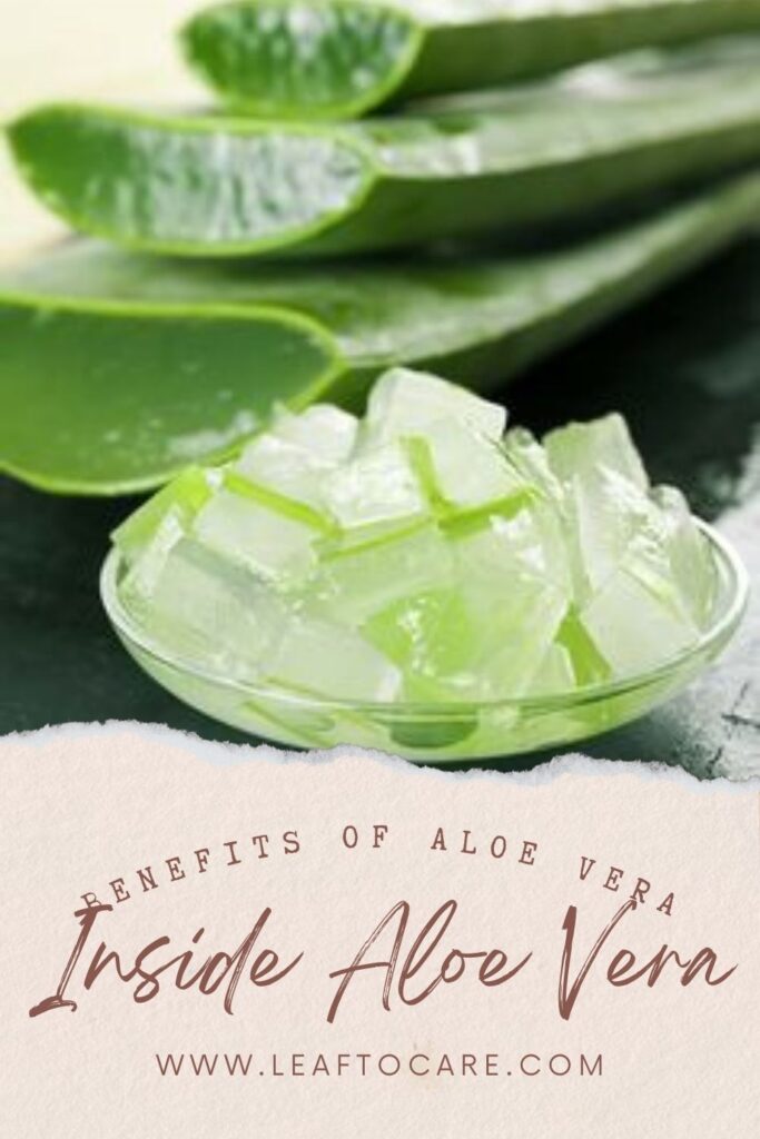 The Amazing Benefits of Aloe Vera