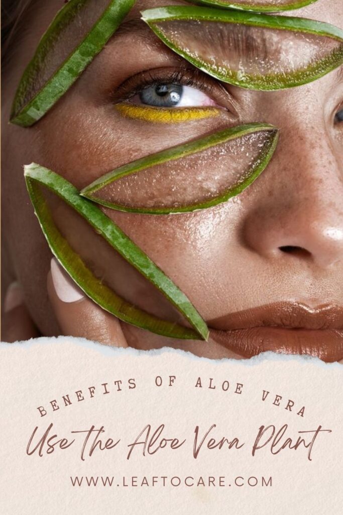 The Amazing Benefits of Aloe Vera