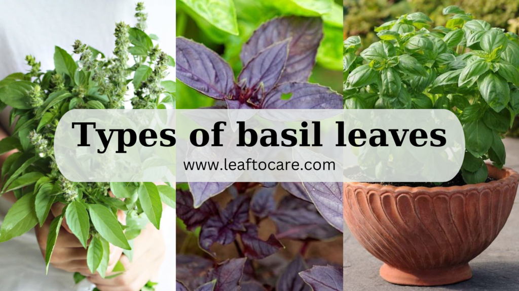 The Different Types of Basil Leaves and How to Use Them