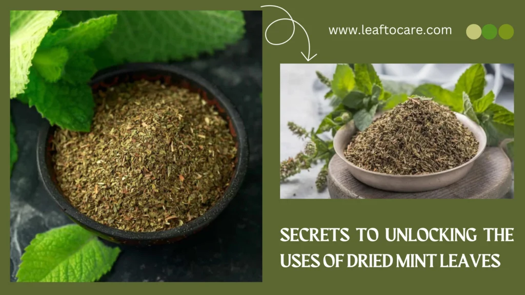 Secrets To Unlocking The Uses Of Dried Mint Leaves