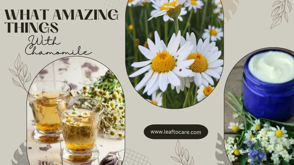 Chamomile Leaves: A Guide To The Best Things To Do