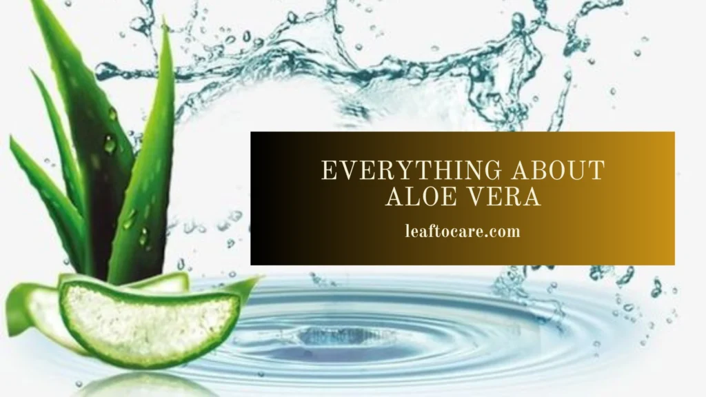 Aloe Vera - leaftocare