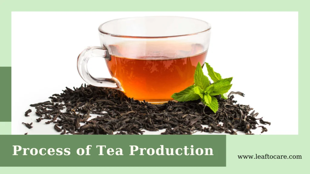 How To Analyze The Process Of Tea Production