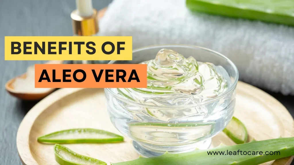 The Amazing Benefits of Aloe Vera: A Comprehensive Guide
