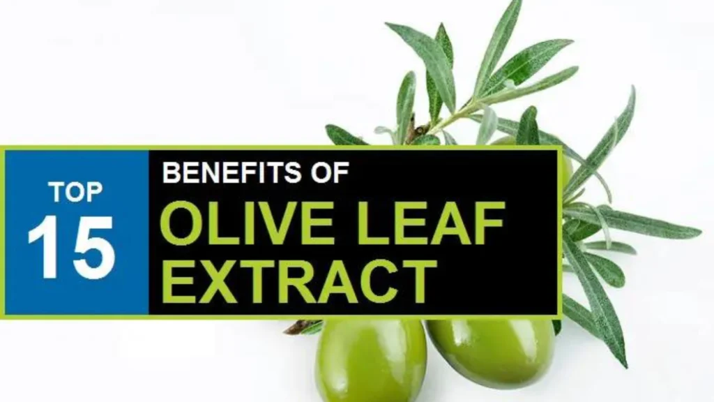 The Amazing Skin And Health Benefits Of Olive Leaf Extract